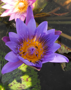 stockvault-lotus-flower118301